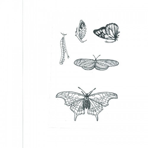 SSDBU-1-Butterflies Designer Silk Screen